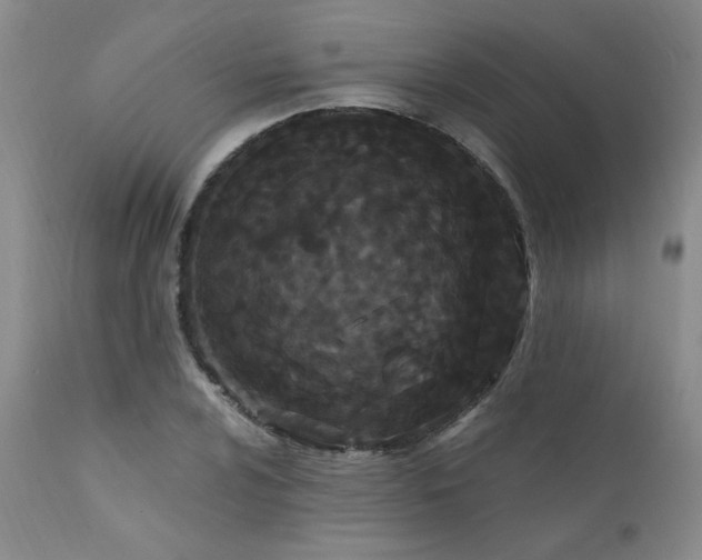 X0000111911024200907271217
