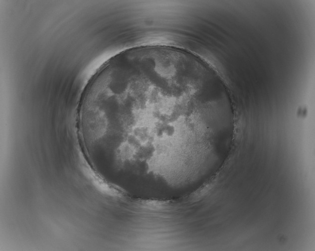 X0000111911086200907271216