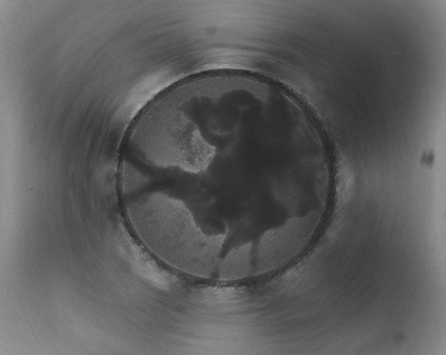 X0000111911121200907271215