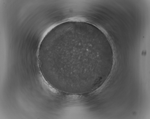 X0000111911248200907271214