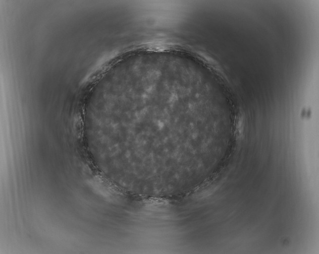 X0000111911446200907271210