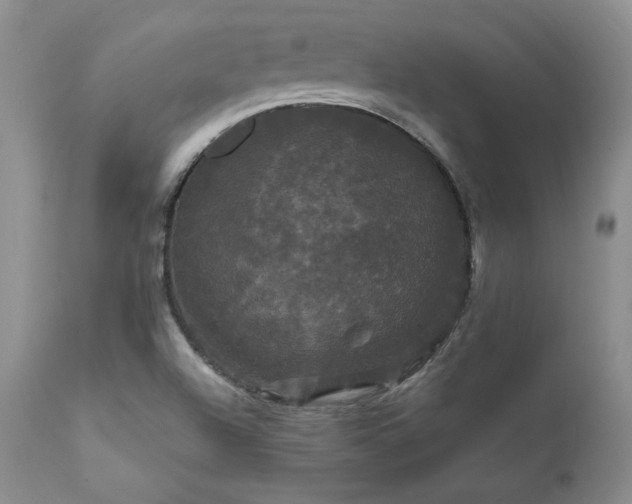 X0000111911504200907271209