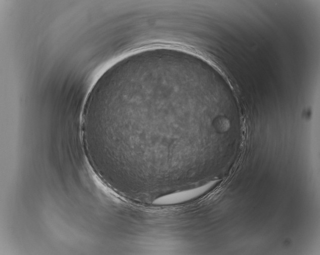 X0000111911535200907271210