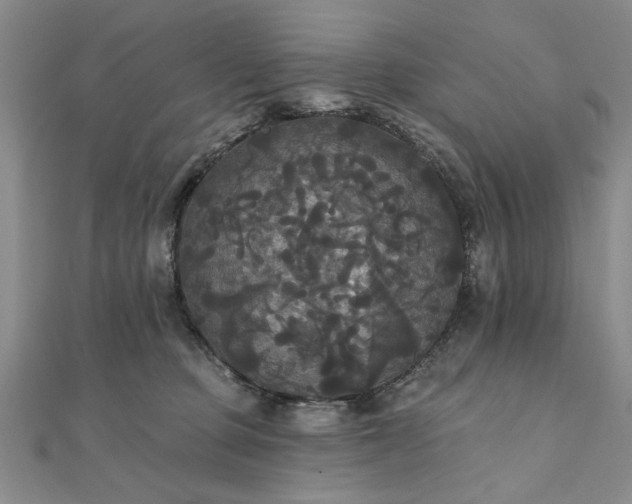 X0000111910373200908031143