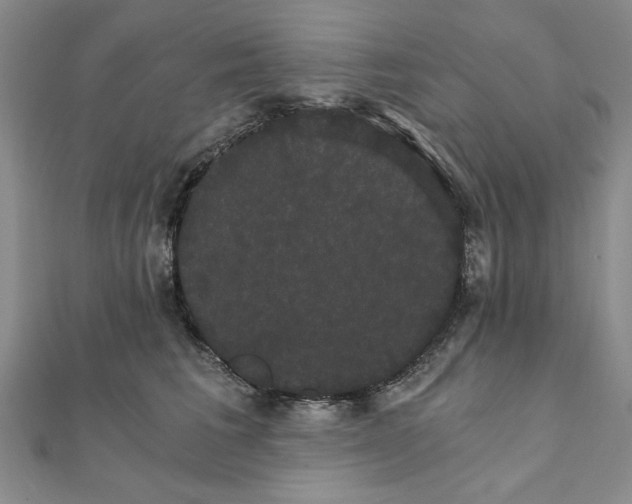 X0000111910613200908031139