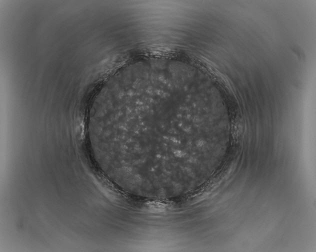 X0000111910703200908031138