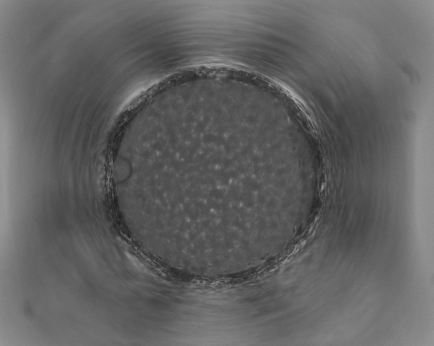 X0000111910775200908031137