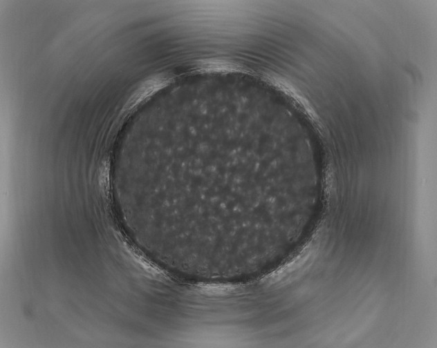 X0000111910825200908031136