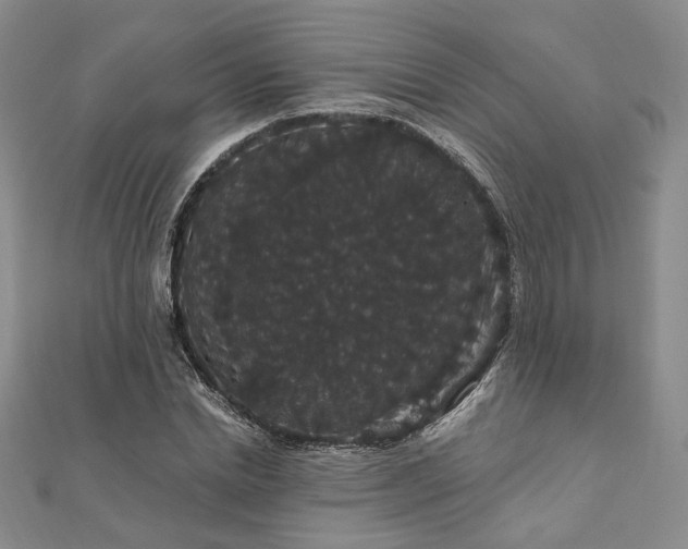 X0000111910830200908031136