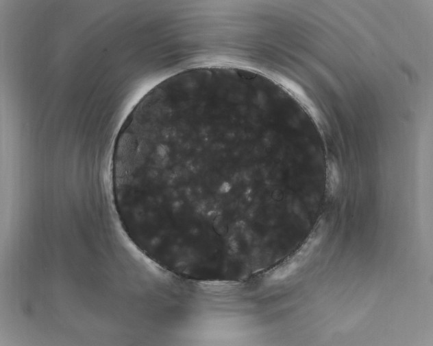 X0000111910863200908031136