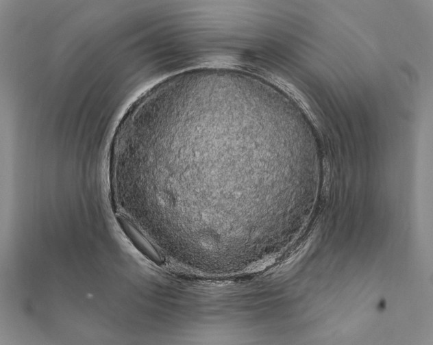 X0000111910939200908031135