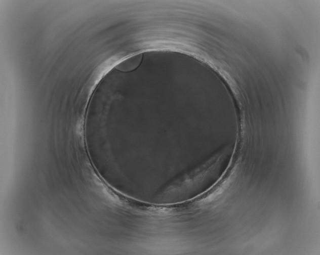 X0000111911529200908031127