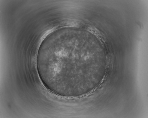 X0000111910003200908101210