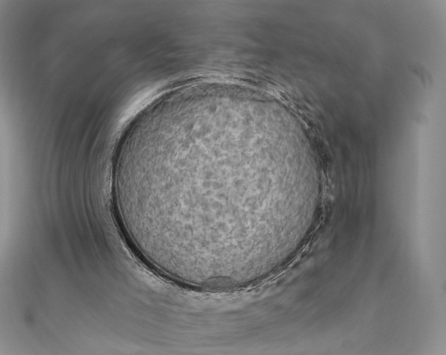 X0000111910005200908101210