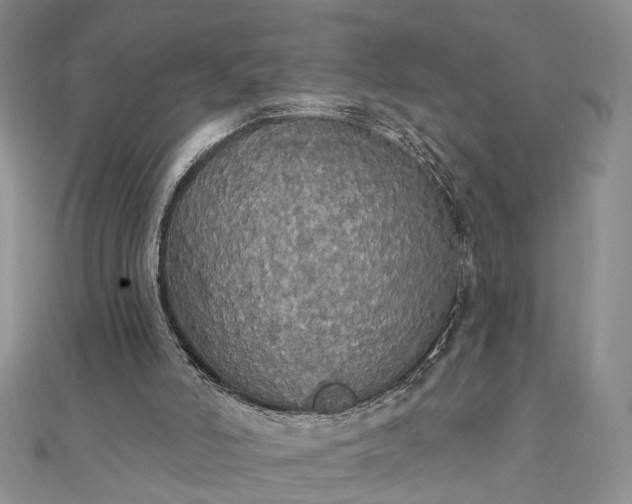 X0000111910006200908101210