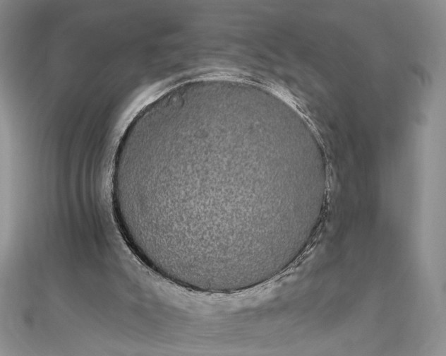 X0000111910007200908101210