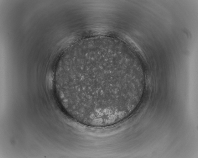 X0000111910026200908101210