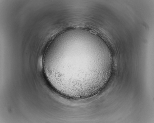 X0000111910028200908101210