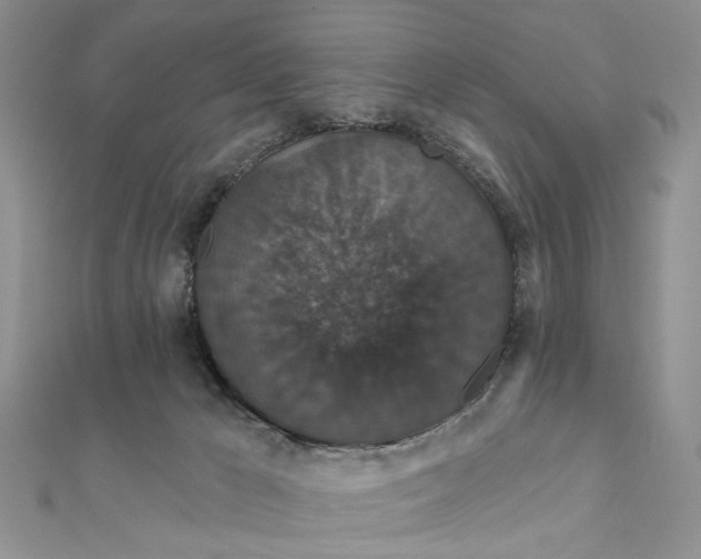 X0000111910029200908101210