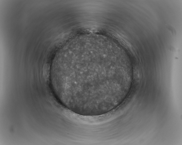 X0000111910030200908101210