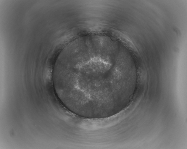 X0000111910033200908101210