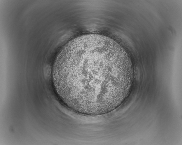 X0000111910036200908101210