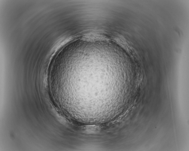 X0000111910050200908101209