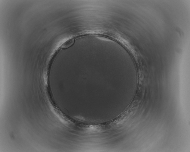 X0000111910060200908101209