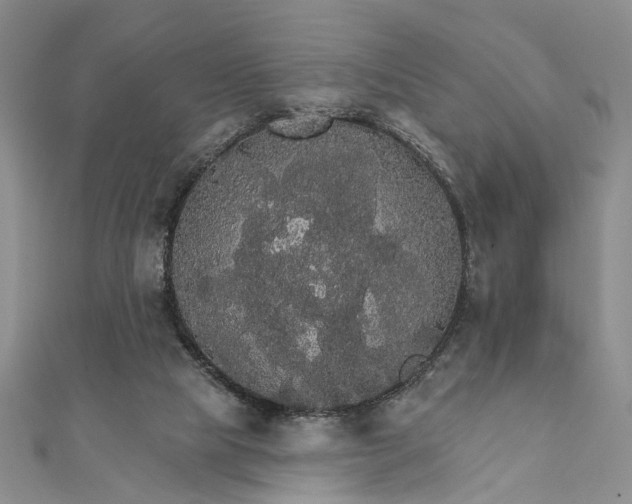 X0000111910065200908101209