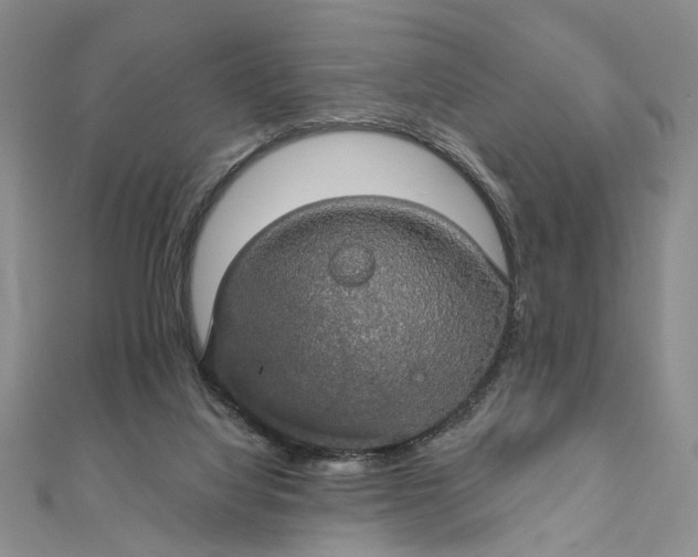 X0000111910068200908101209