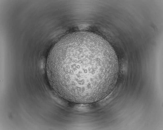 X0000111910082200908101209