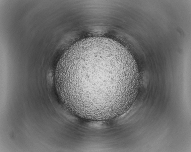 X0000111910086200908101209