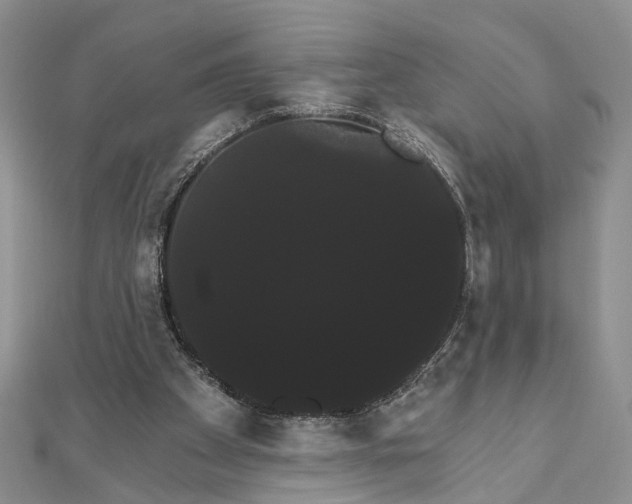 X0000111910105200908101209