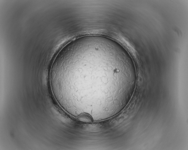 X0000111910107200908101209