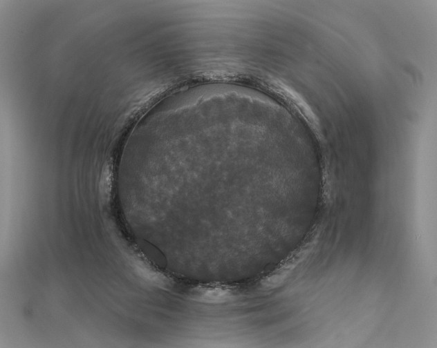 X0000111910113200908101209