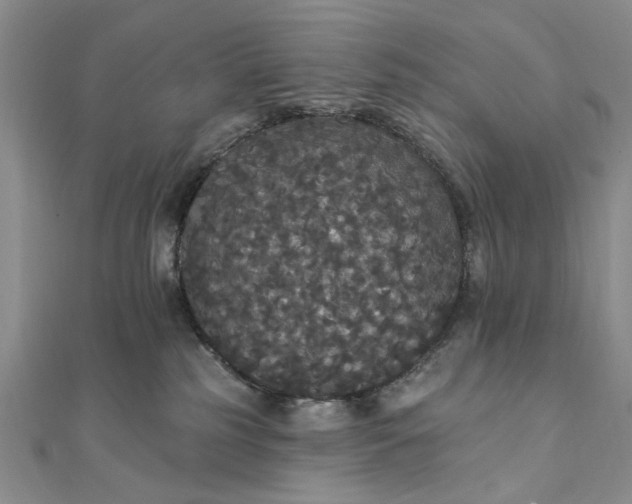 X0000111910185200908101208