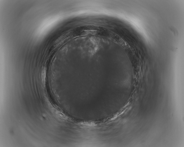 X0000111910194200908101208