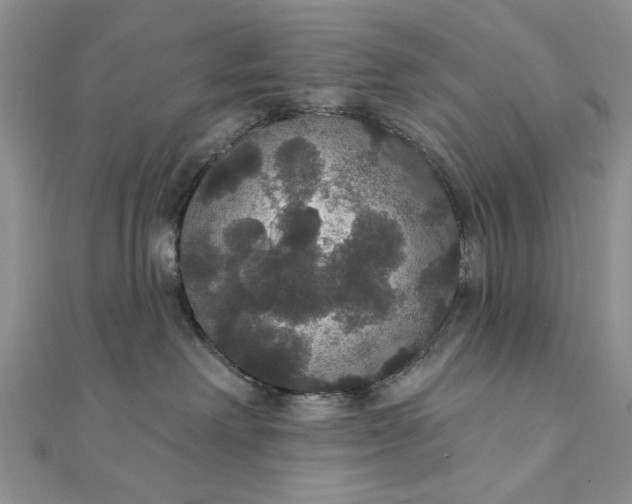 X0000111910238200908101207