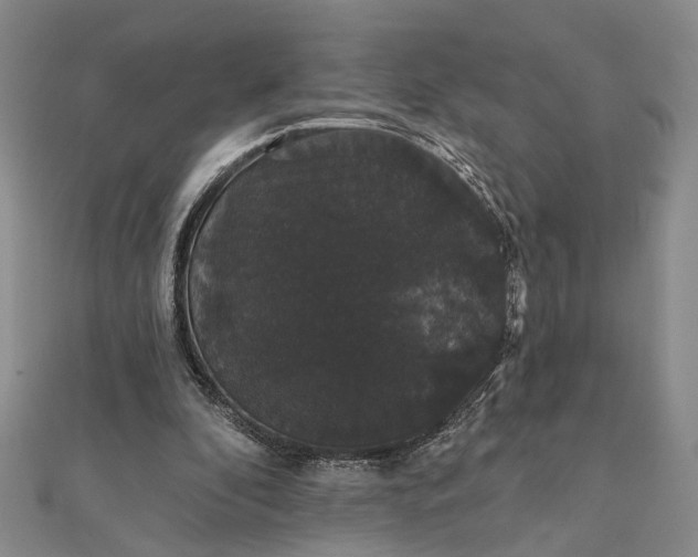 X0000111910296200908101206