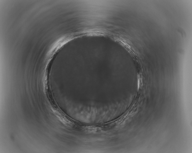 X0000111910339200908101205