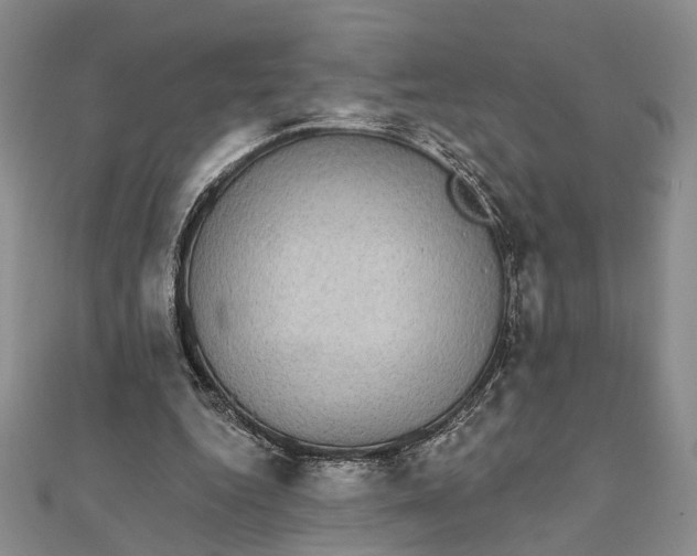 X0000111910344200908101205