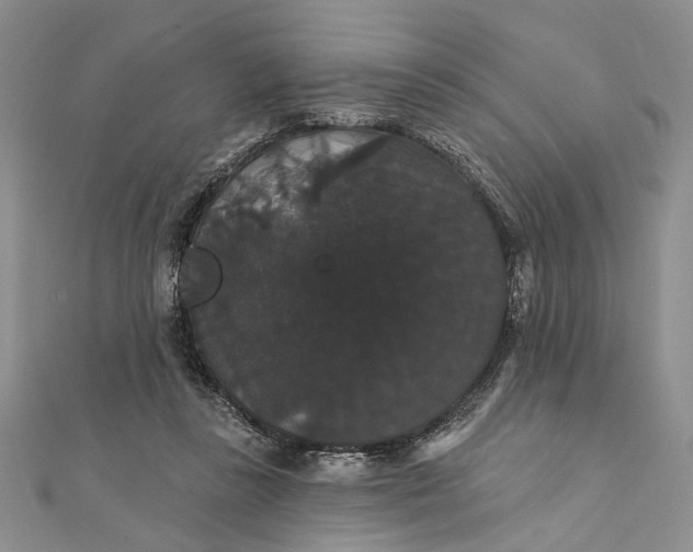 X0000111910355200908101206