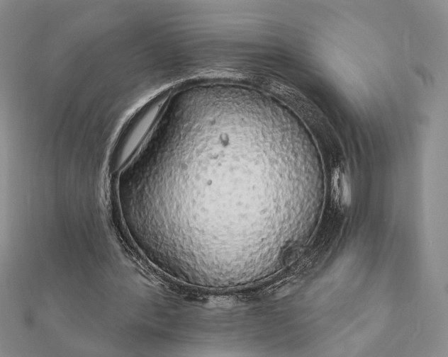 X0000111910388200908101205