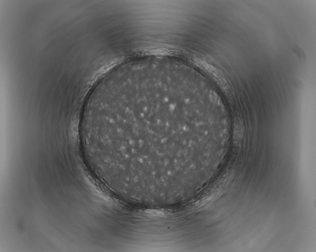 X0000111910394200908101205