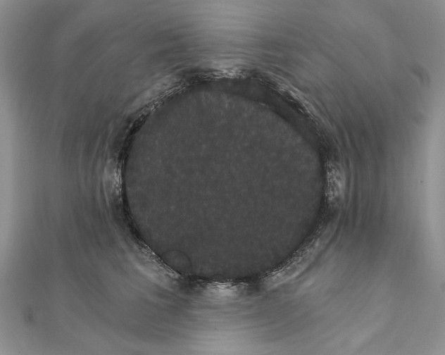 X0000111910613200908101202