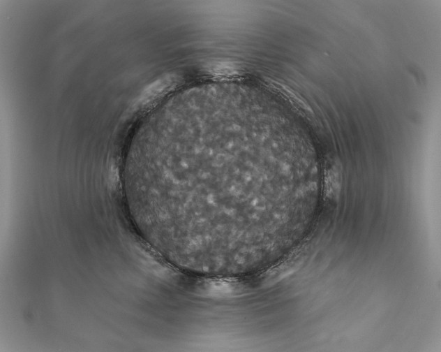 X0000111910618200908101202