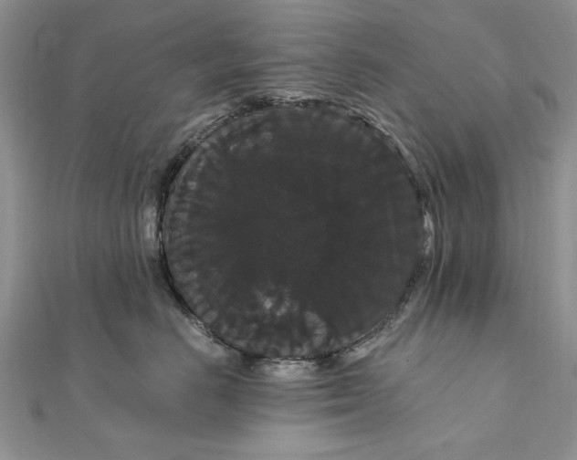 X0000111910670200908101202