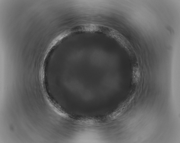 X0000111910726200908101200