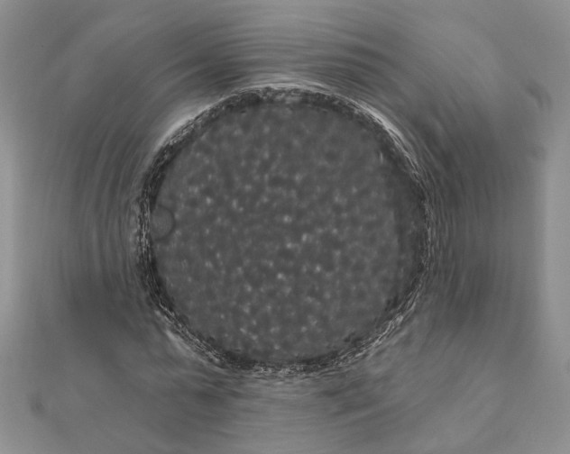 X0000111910775200908101200