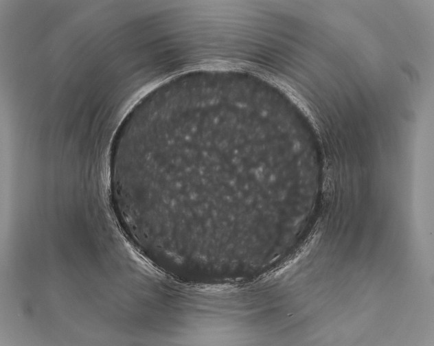 X0000111910837200908101159